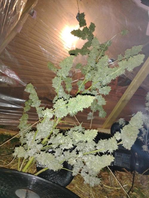 Jack herer. Week 16 - JH