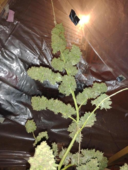 Jack herer. Week 16 - JHJH 