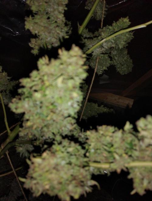 Jack herer. Week 16 - JHJH