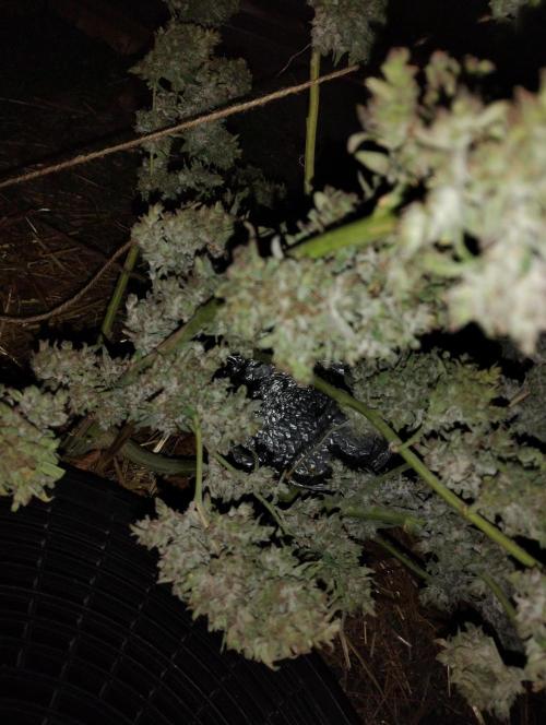 Jack herer. Week 16 - JH