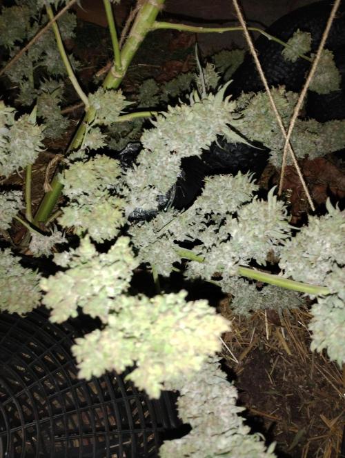 Jack herer. Week 16 - JHJH