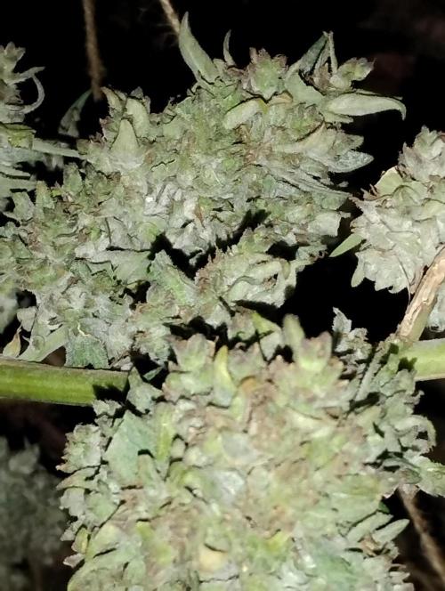 Jack herer. Week 16 - JH