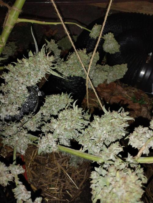 Jack herer. Week 16 - JHJH