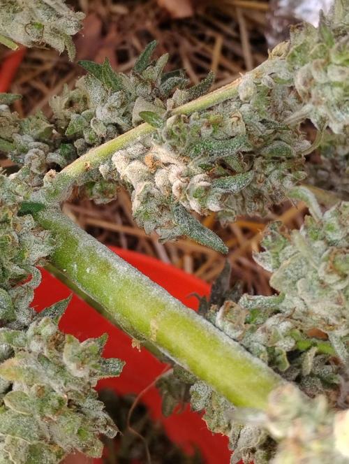 Jack herer. Week 16 - 🤔🧐🧐🧐🧐🧐🧐🧐🧐