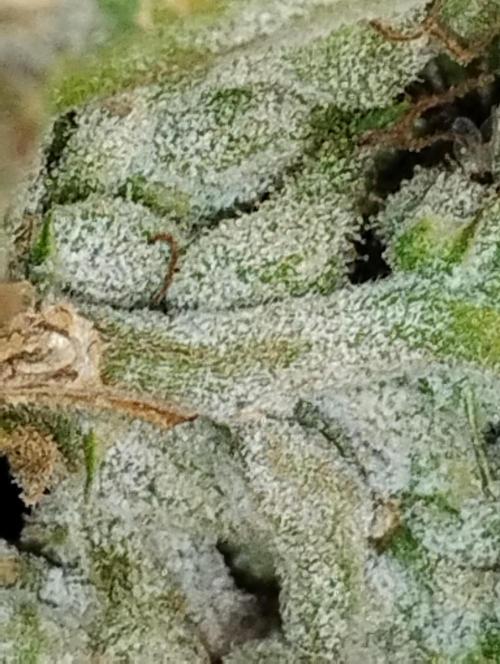 Jack herer. Week 16 - 😃😃😃😃