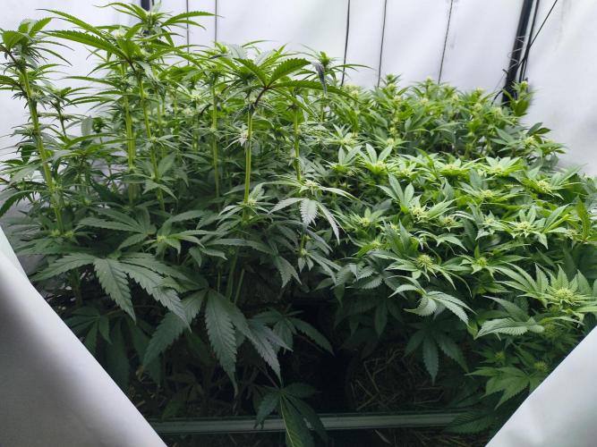 4 strains 4x4. Week 3