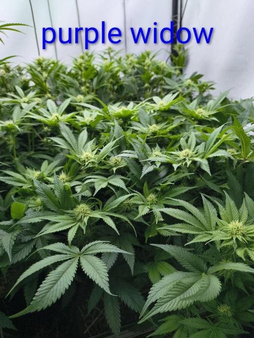 4 strains 4x4. Week 3