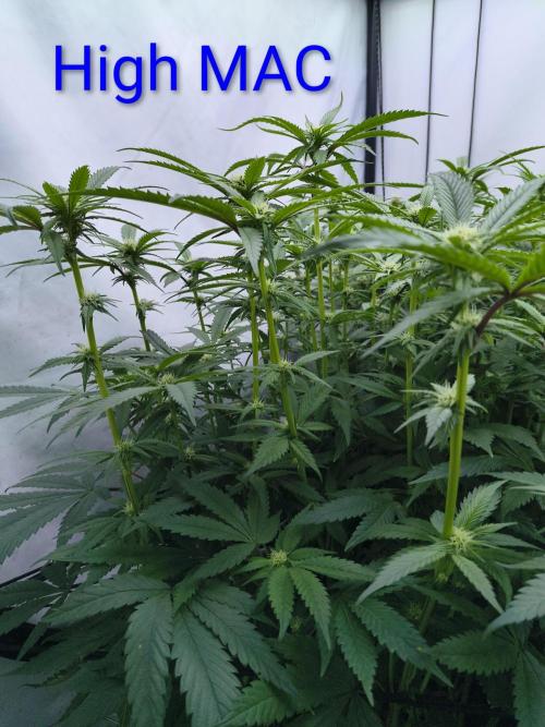 4 strains 4x4. Week 3