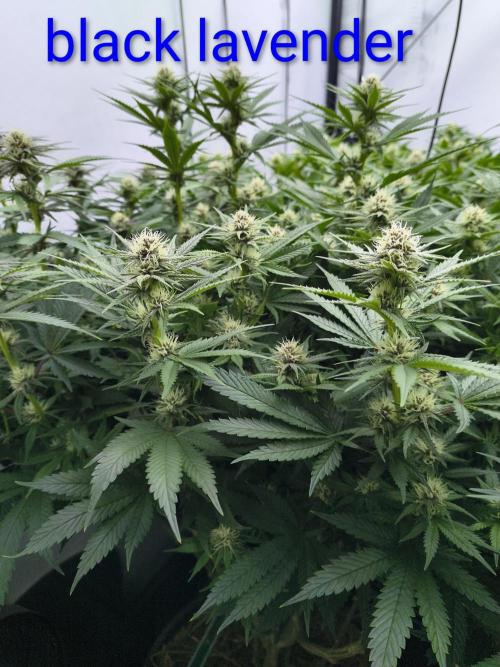 4 strains 4x4. Week 3