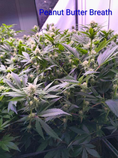 4 strains 4x4. Week 3