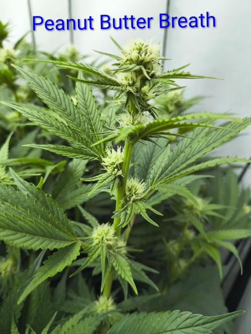 4 strains 4x4. Week 3