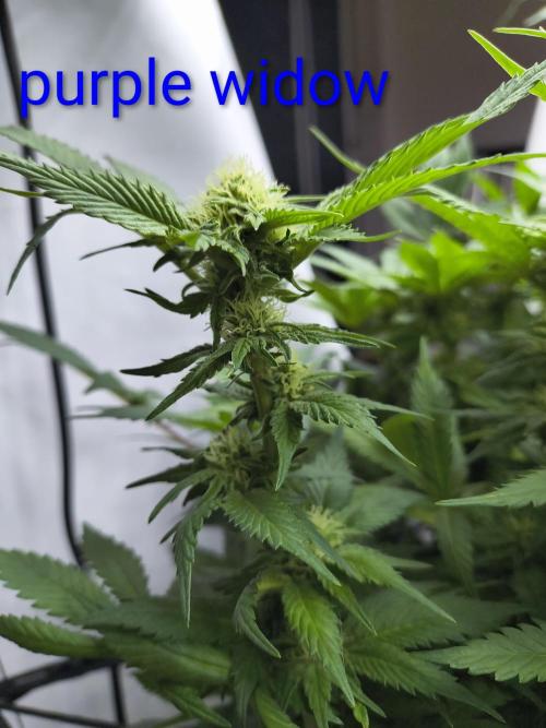 4 strains 4x4. Week 3