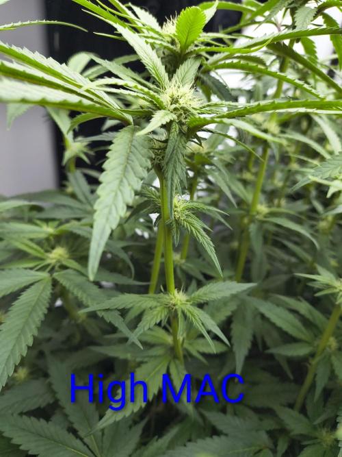 4 strains 4x4. Week 3