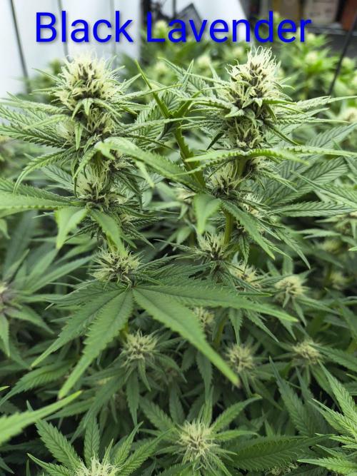 4 strains 4x4. Week 3