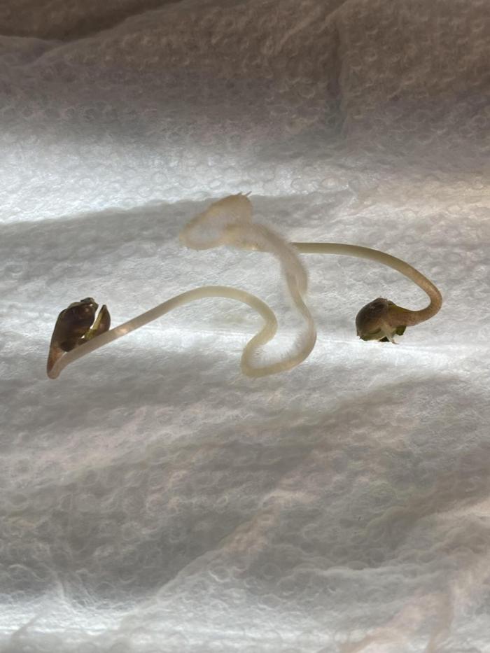 Bird’s Papaya Sherbet. Week 0