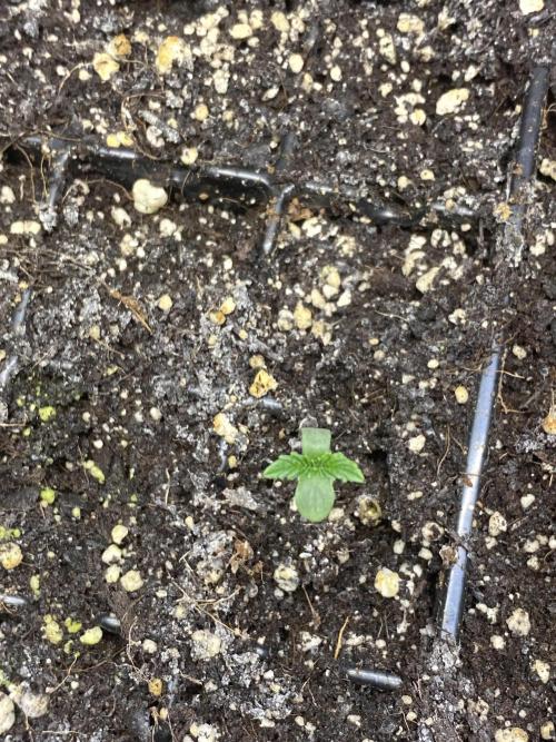 Bird’s Papaya Sherbet. Week 1 - Top