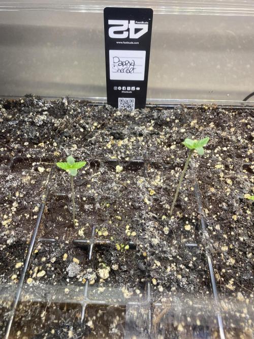 Bird’s Papaya Sherbet. Week 1 - Side