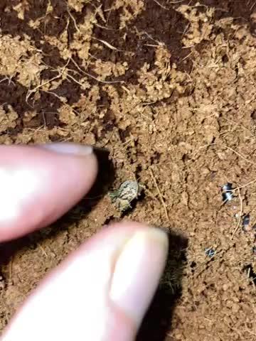 Bird’s Peruvian Peach