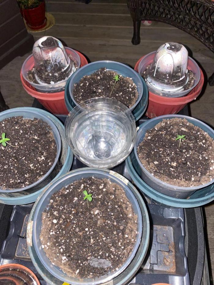 Birds PeanutButterBreath X DragonJuice. Week 0 - 4 seeds