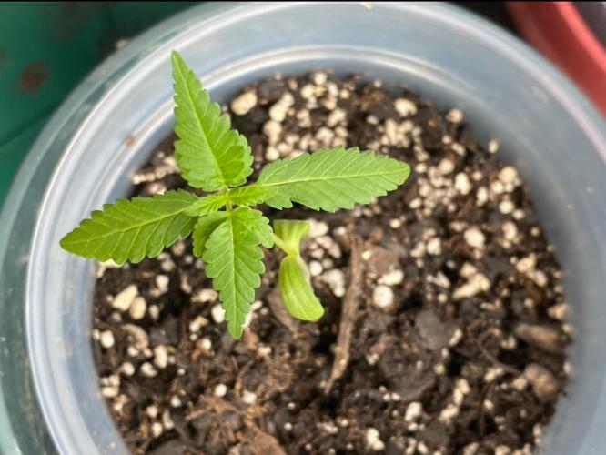 Birds PeanutButterBreath X DragonJuice. Week 1 - Top