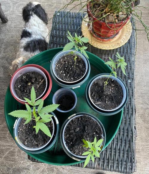 Birds PeanutButterBreath X DragonJuice. Week 1 - Top