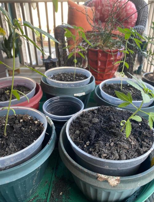 Birds PeanutButterBreath X DragonJuice. Week 1 - Side