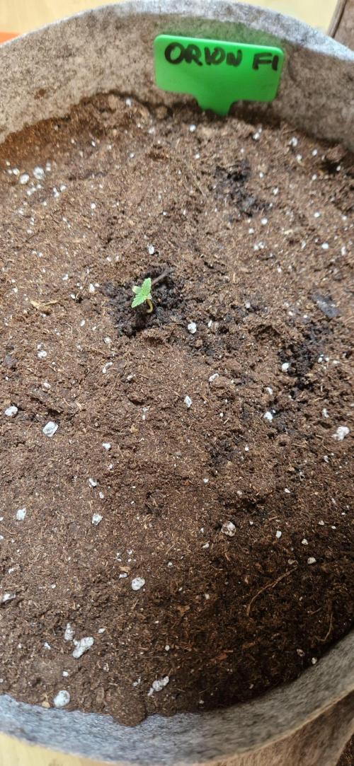 Orion F1 x Royal Critical. Week 1 - Orion F1 - Frankenstein