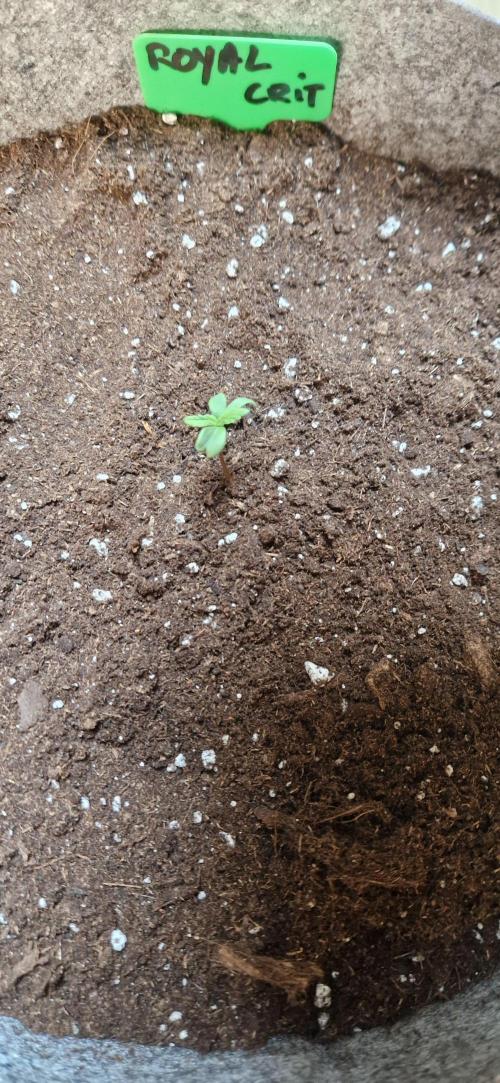 Orion F1 x Royal Critical. Week 1 - Royal Crit