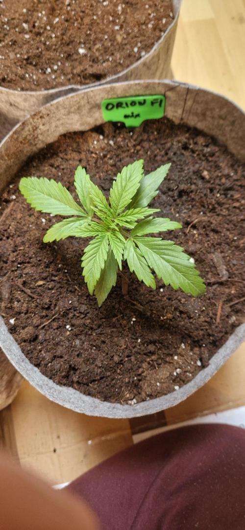 Orion F1 x Royal Critical. Week 1 - Orion F1