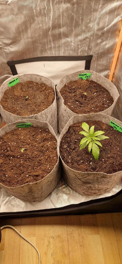 Orion F1 x Royal Critical. Week 1