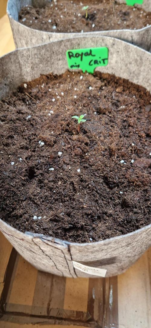 Orion F1 x Royal Critical. Week 1 - Royal Crit