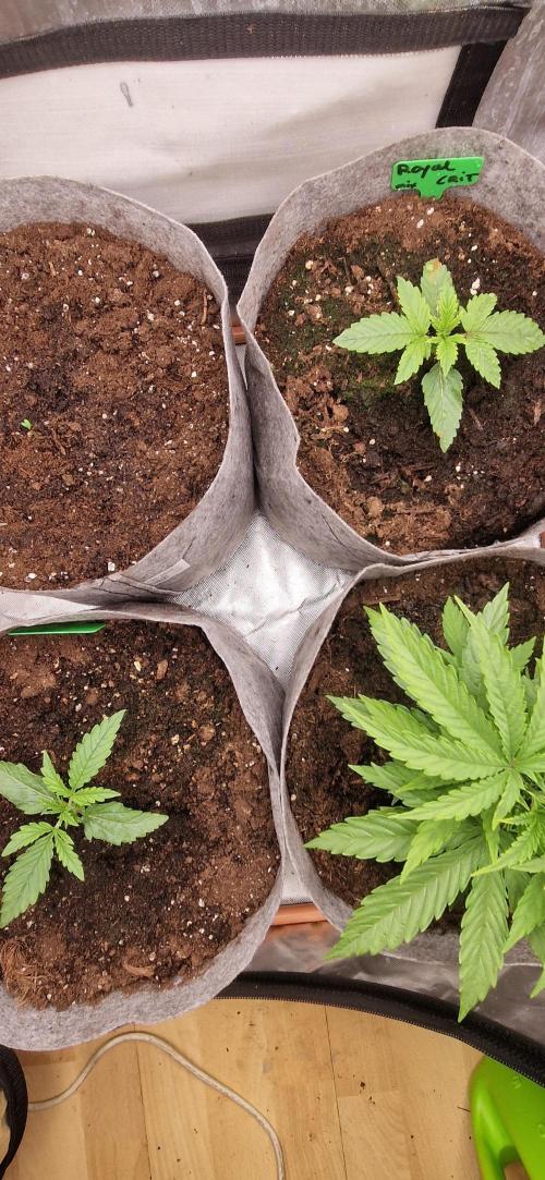 Orion F1 x Royal Critical. Week 2 - top left Orion F1 is took a stretch but no growth  