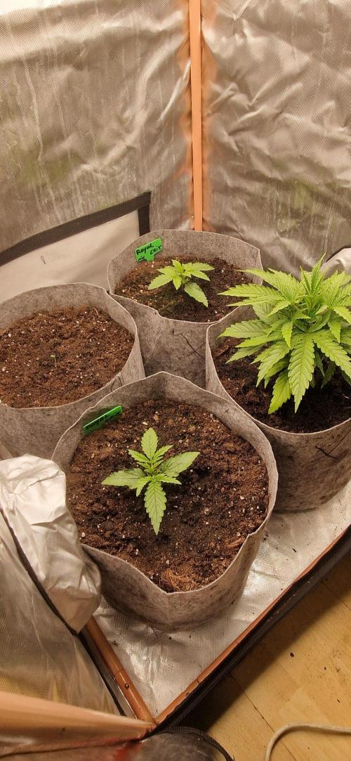 Orion F1 x Royal Critical. Week 2 - Royal critical x2 top and bottom centre