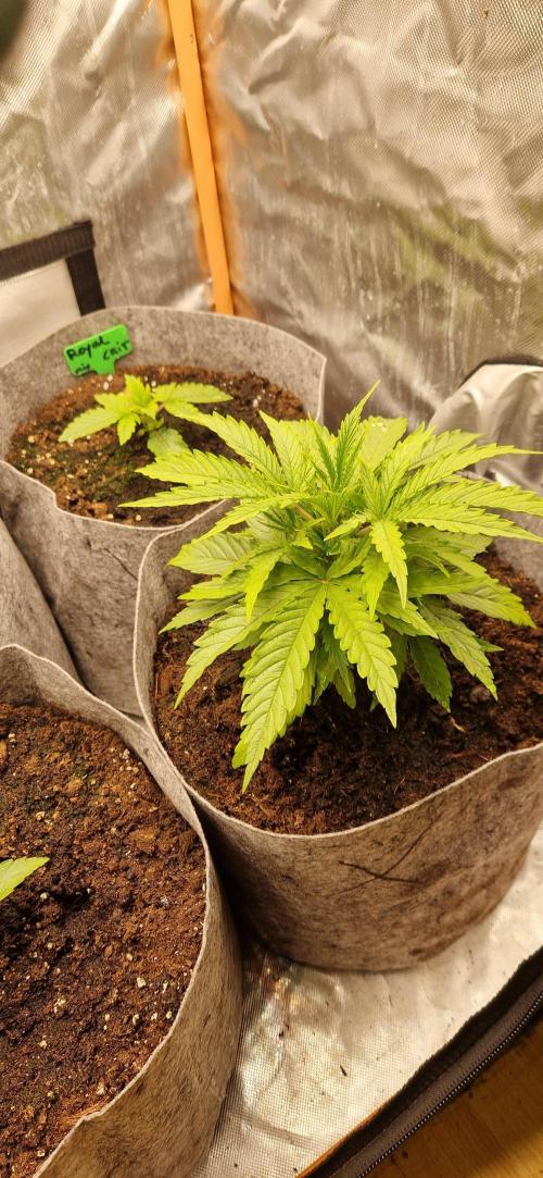 Orion F1 x Royal Critical. Week 2