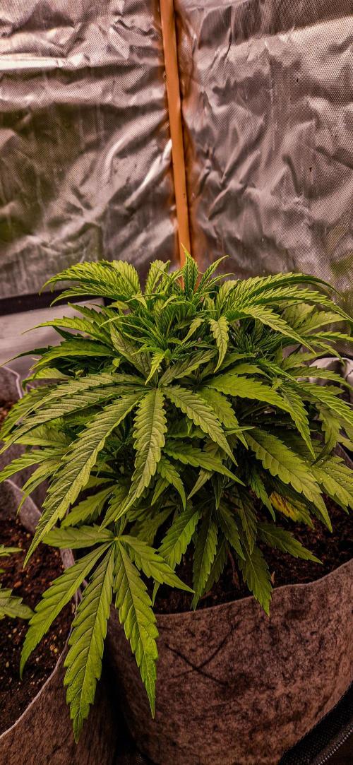 Orion F1 x Royal Critical. Week 3 - Orion F1