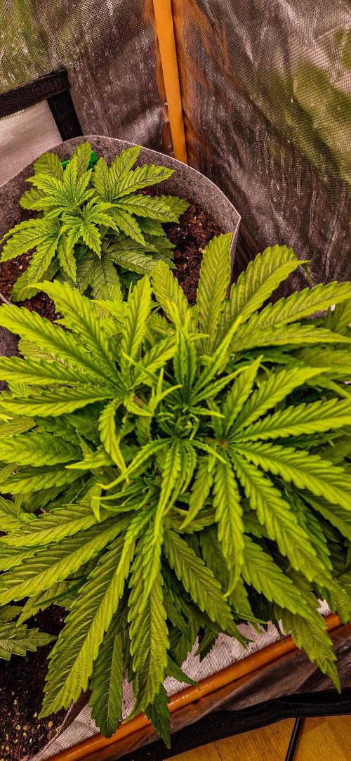 Orion F1 x Royal Critical. Week 3 - Orion F1