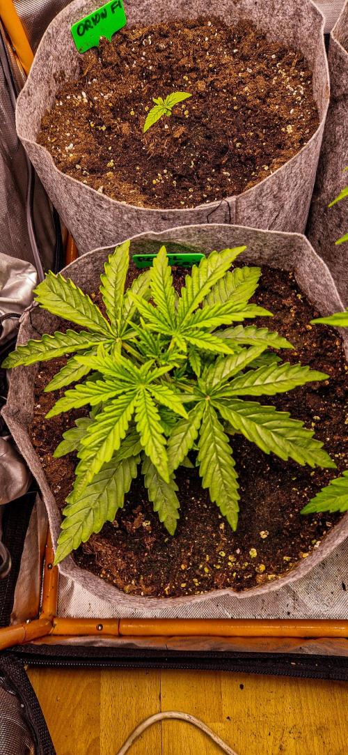 Orion F1 x Royal Critical. Week 3 - Royal Critical