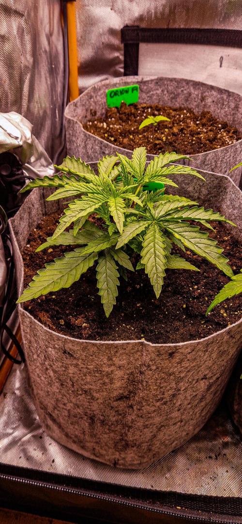 Orion F1 x Royal Critical. Week 3 - Royal Critical