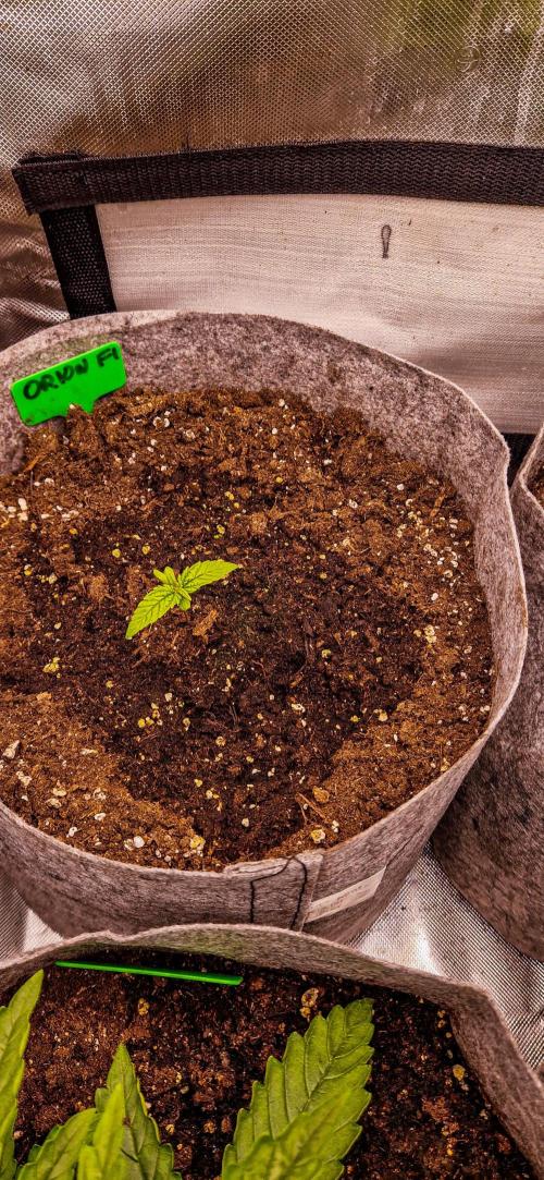 Orion F1 x Royal Critical. Week 3 - The Zombie is growing