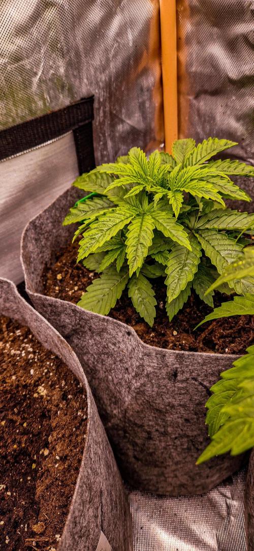 Orion F1 x Royal Critical. Week 3 - Royal Critical
