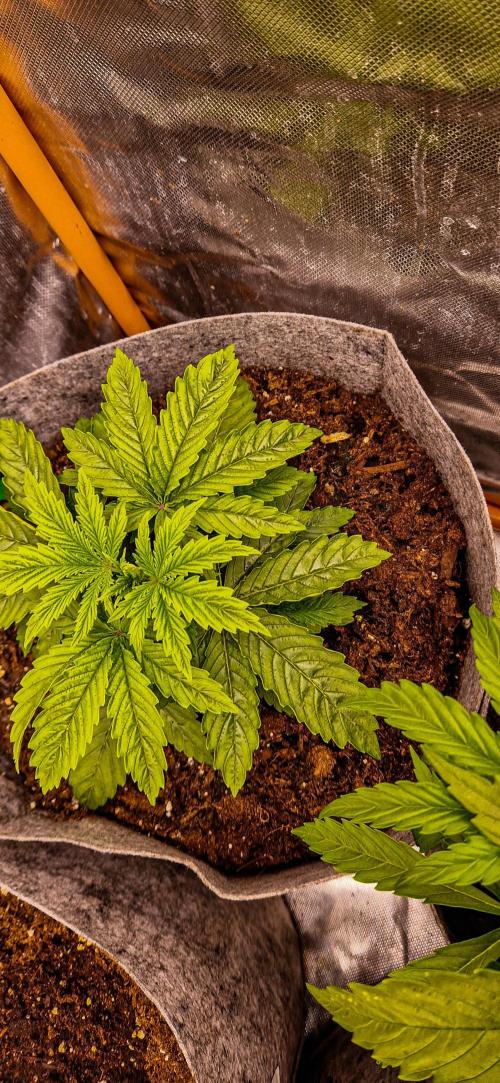 Orion F1 x Royal Critical. Week 3 - Royal Critical