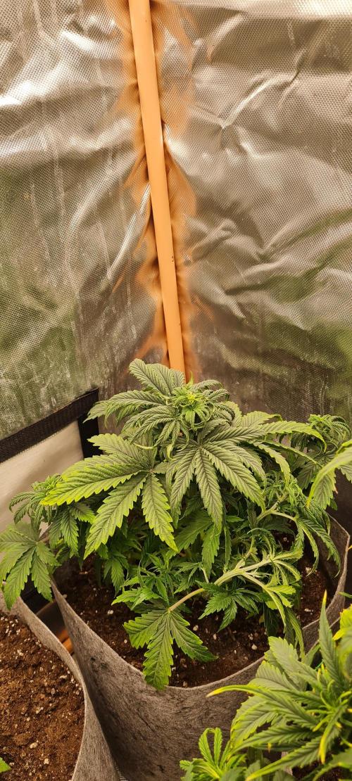 Orion F1 x Royal Critical. Week 4 - Royal Critical - took a stretch and looking healthy