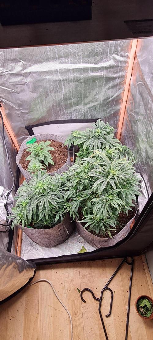 Orion F1 x Royal Critical. Week 4 - 2x F1 back left Front Right