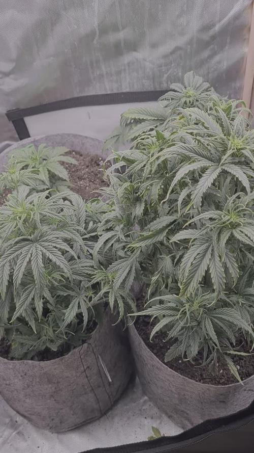 Orion F1 x Royal Critical
