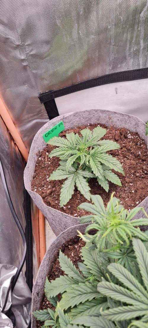 Orion F1 x Royal Critical. Week 4 - F1 Orion - The zombie has come to life