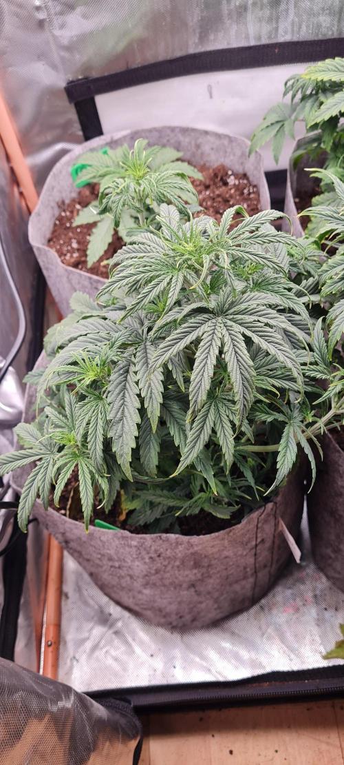 Orion F1 x Royal Critical. Week 4 - Royal Critical - took a stretch and looking healthy 