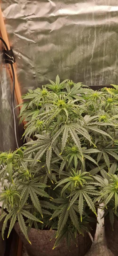 Orion F1 x Royal Critical