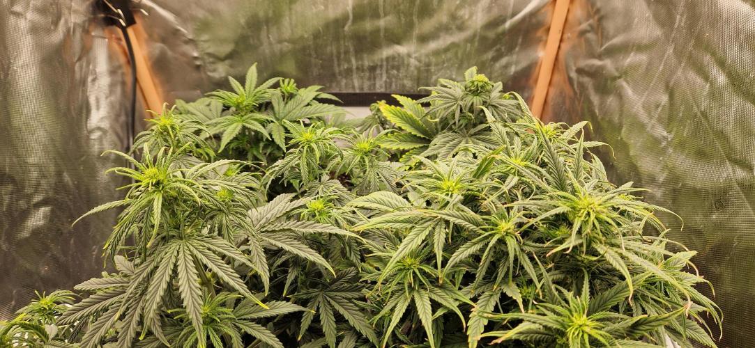Orion F1 x Royal Critical. Week 5 - Royal Crit  x2 F1 Orion x2
