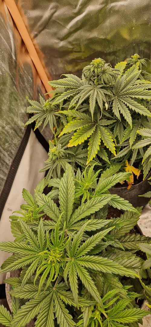 Orion F1 x Royal Critical. Week 5 - F1 bottom Royal Crit  top 