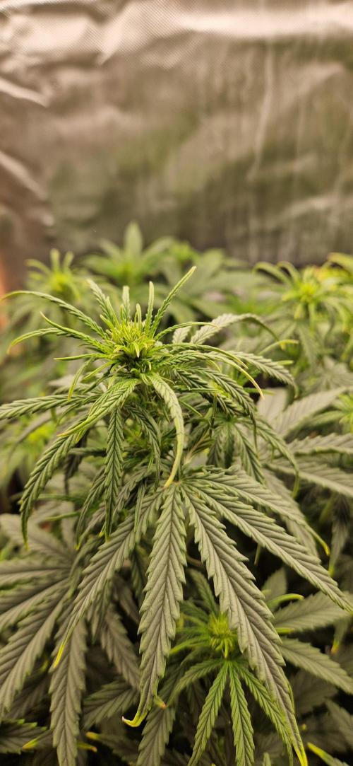 Orion F1 x Royal Critical. Week 5 - Royal Crit 